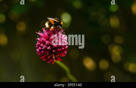 Bourdon repose sur une petite fleur d'allium dans un jardin urbain à Brighton , Sussex , UK 2026 Banque D'Images