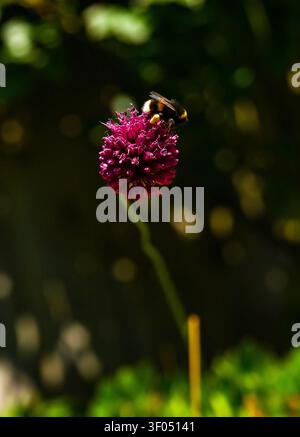 Bourdon repose sur une petite fleur d'allium dans un jardin urbain à Brighton , Sussex , UK 2026 Banque D'Images