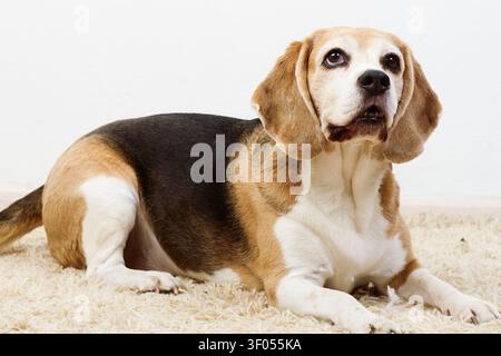 Chien beagle senior allongé sur un tapis moelleux Banque D'Images