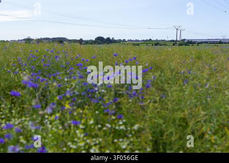 Un tapis dense et coloré de coquelicots bleus sauvages, de marguerites blanches et de colza d'hiver jaune fleurissant ensemble dans une prairie naturelle Banque D'Images