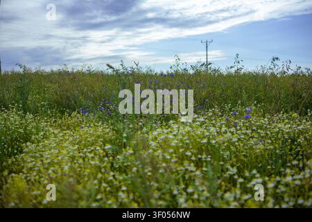 Beau chemin de campagne longeant un champ de colza jaune en fleurs rempli de bleuets sauvages naturels et de marguerites blanches par une journée ensoleillée Banque D'Images