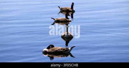 Oies du Canada (branta canadensis) en rangée, Cardiff Bay, prises en juillet 2026 Banque D'Images