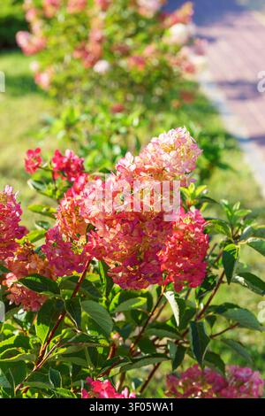 Floraison rose panicule rouge hydrangea hydrangea paniculata vanille fraise dans un jardin ensoleillé, parc public. Arbuste ornemental décoratif, avec flou coloré Banque D'Images