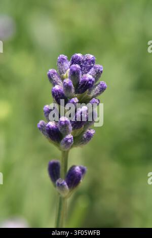 Photo macro d'une fleur de lavande Banque D'Images