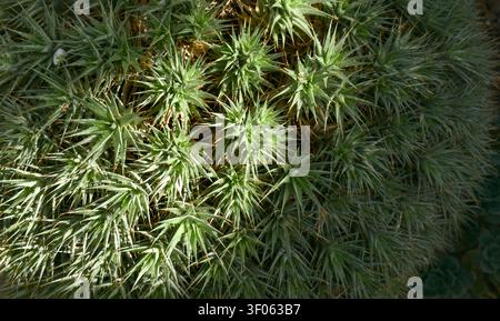 Une prise de vue aérienne capture un amas dense de rosettes de succulentes vertes et épineuses, chacune dotée de feuilles pointues et tranchantes. Banque D'Images