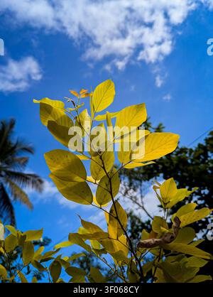 Un plan basculé de feuilles jaune vif et vert citron sur une branche d'arbre, se détachant sur un ciel bleu éclatant parsemé de nuages blancs et un doux fond tropical. Banque D'Images
