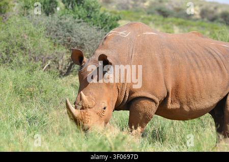 Gros plan de profil latéral d’un rhinocéros blanc du sud (Ceratotherium simum) en train de brouter dans son habitat naturel de brousse en Afrique du Sud pendant la journée. Banque D'Images