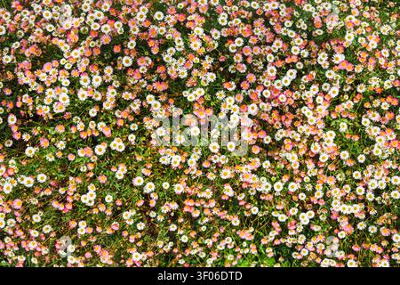 Vue de dessus d'un tapis dense de petites fleurs sauvages roses et blanches dans une prairie, créant un fond floral printanier vibrant avec un feuillage vert frais Banque D'Images