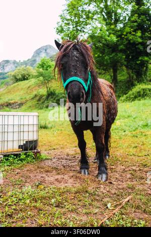 Poney noir portant un licou vert se tient sur un pâturage boueux dans les Asturies, Espagne, après la pluie, avec des arbres luxuriants et des montagnes brumeuses en arrière-plan. Banque D'Images