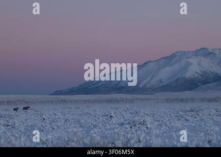 Deux élans marchant dans un champ enneigé avec un ciel rose au coucher du soleil par une journée d'hiver en Alaska. Banque D'Images