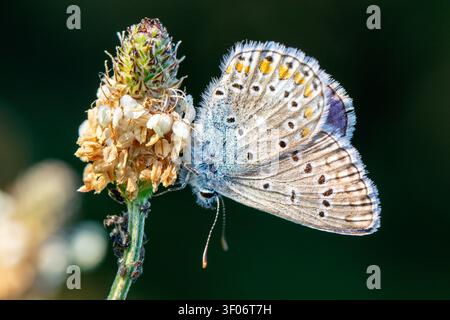Un papillon bleu commun Polyommatus icarus reposant avec les ailes fermées sur une tige de plante sauvage en été. Vue macro rapprochée de profil latéral. Banque D'Images