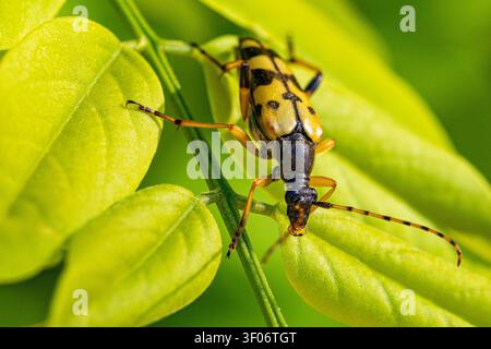 Photo macro d'un Capricorne tacheté (Rutpela maculata) rampant sur des feuilles vertes, montrant son corps à motifs jaunes et noirs et ses longues antennes. Banque D'Images