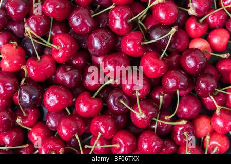 Composition horizontale en vue plongeante de cerises sucrées mûres disposées naturellement sur tout le cadre. Les couleurs vives et la texture riche rendent cette image adaptée Banque D'Images