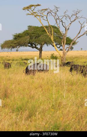 Un troupeau d'African Cape Buffalo, Syncerus caffer caffer paissant dans le parc national du Serengeti, Seronera Valley, Tanzanie, Afrique de l'est. Banque D'Images