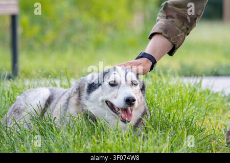 Close-up d'un membre du service caressant doucement un chien Husky sibérien heureux Banque D'Images