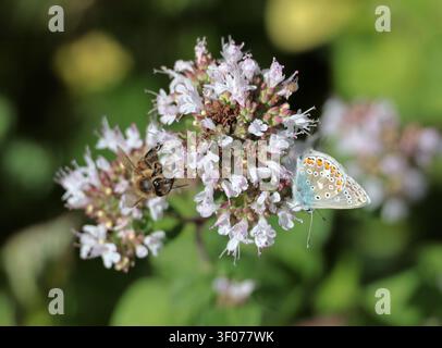 Un papillon bleu commun (Polyommatus icarus) se nourrissant de verbène dans le Sussex, Royaume-Uni Banque D'Images