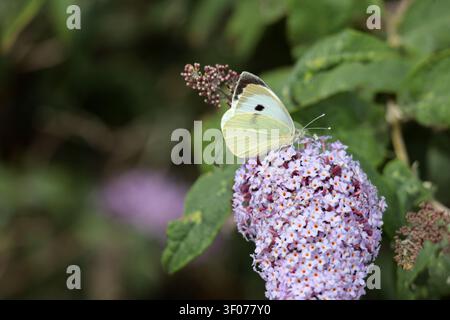 Un grand papillon blanc (Pieris brassicae) se nourrissant de buddleia dans le Sussex, Royaume-Uni Banque D'Images