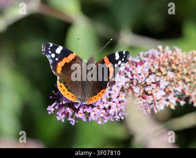 Un papillon de l’amiral rouge (Vanessa atalanta) se nourrissant de buddleia dans le Sussex, Royaume-Uni Banque D'Images