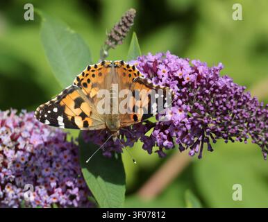 Un papillon de l'espèce Vanessa cardui (Vanessa cardui) se nourrissant sur un buddleia dans le Sussex, Royaume-Uni Banque D'Images