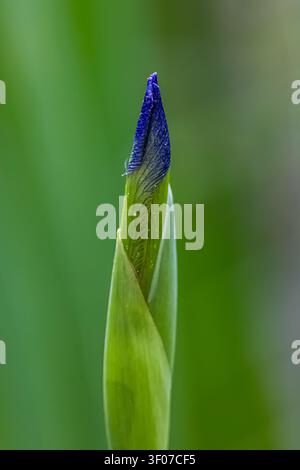 Drapeau bleu du Sud, Iris virginica, floraison dans le comté de Mecosta, Michigan, États-Unis Banque D'Images