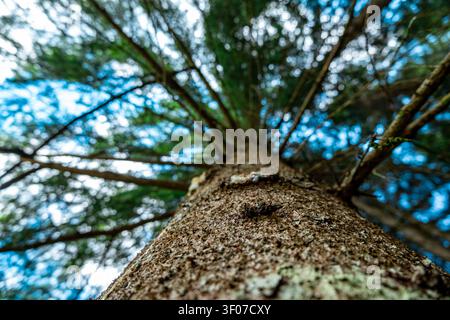 Regardant un arbre éternellement vert imposant depuis le sol de la forêt dans les Dolomites, en Italie Banque D'Images