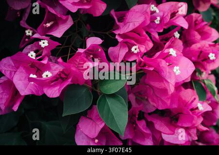 Gros plan de fleurs de bougainvilliers roses vibrantes avec des feuilles vertes. Banque D'Images