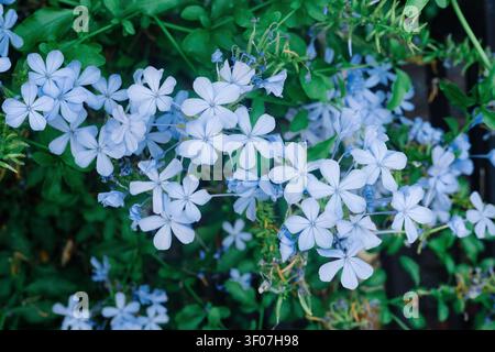 Close-up de fleurs bleues claires de Plumbago auriculata avec des feuilles vertes. Banque D'Images