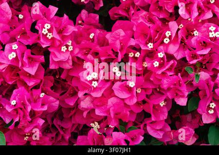 Prise de vue macro d'un fond de fleurs de bougainvilliers rose vif. Banque D'Images