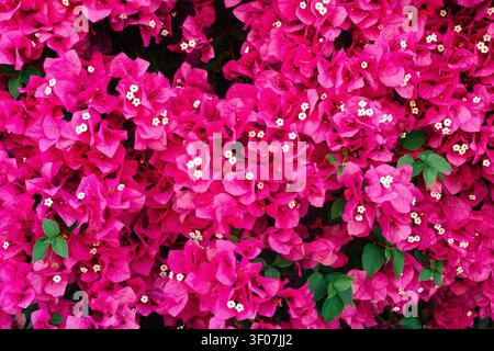 Prise de vue macro d'un fond de fleurs de bougainvilliers rose vif. Banque D'Images