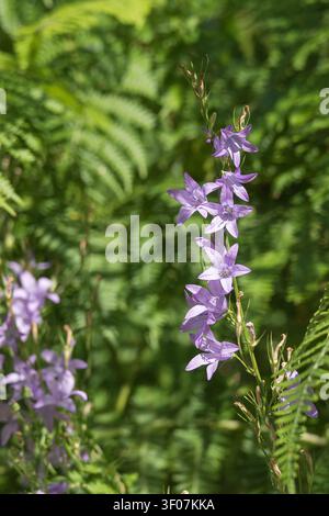 Prise verticale d'une tige de campanule raiponce sauvage, Campanula rapunculus, présentant des fleurs en étoiles violettes devant des feuilles de fougère vertes Banque D'Images