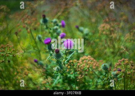 Vue rapprochée abstraite de têtes de chardons violets éclatants en fleur parmi une végétation verte dense et des têtes de graines séchées par une belle journée lumineuse. Banque D'Images