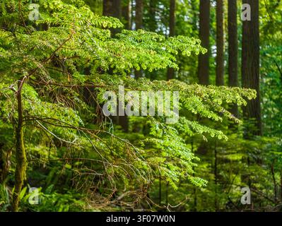 Bright green hemlock tree branches with needles extend into the foreground of a dense forest with tall tree trunks in the background. Banque D'Images