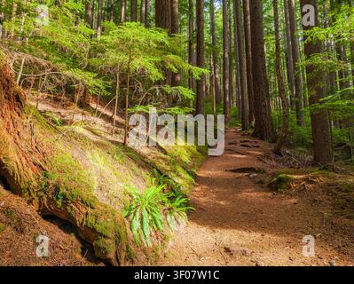 Un chemin de terre ensoleillé serpente à travers une forêt dense à feuilles persistantes avec de grands arbres, des pentes couvertes de mousse et des fougères sur le sol forestier. Banque D'Images