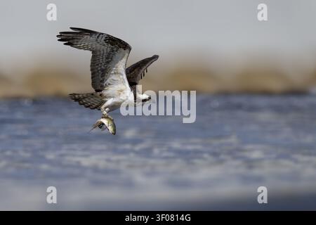 Héron pêcheur (Pandion haliaetus) en vol portant un poisson fraîchement attrapé au-dessus de l'eau, mettant en valeur la puissance, la précision et le comportement de chasse naturel Banque D'Images