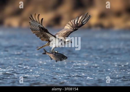 Héron pêcheur (Pandion haliaetus) en vol portant un poisson fraîchement attrapé au-dessus de l'eau, mettant en valeur la puissance, la précision et le comportement de chasse naturel Banque D'Images