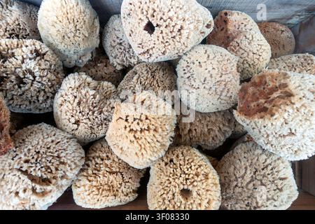 Une boîte remplie d'éponges naturelles vendues au marché aux puces de Brimfield dans le Massachusetts. Banque D'Images