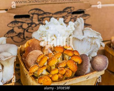 État de Washington, États-Unis, 27 juin 2026 - une variété de champignons comestibles frais, y compris l'huître, la crinière des lions et le shiitake exposés dans des bas en bois Banque D'Images