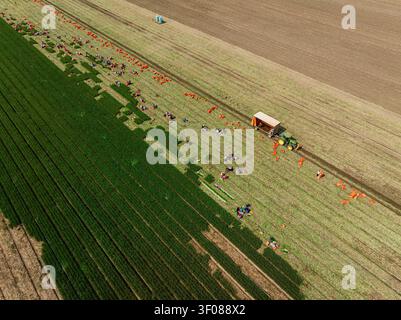 Vue aérienne des ouvriers agricoles récoltant les oignons de printemps dans un grand champ avec un tracteur et une remorque, entouré de rangées de plantes vertes et d'orang Banque D'Images
