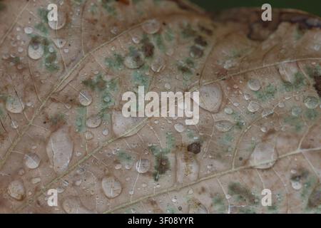 Macro d'égouttements d'eau sur une feuille d'automne en décomposition avec des veines et des taches visibles Banque D'Images