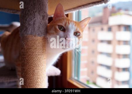 Chat domestique blanc et roux curieux regardant depuis un griffoir à côté d'une fenêtre d'appartement. Félin attentif regarde directement la caméra avec un air expressif Banque D'Images