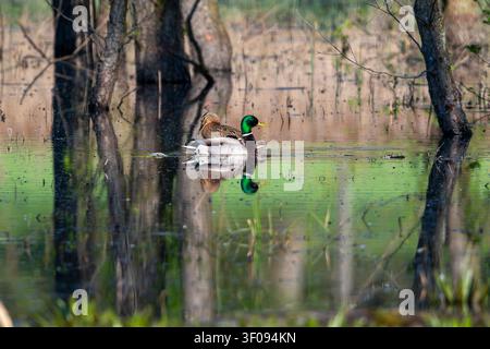 Couple de colverts nageant dans un marais forestier inondé, le mâle et la femelle se reflétant dans l'eau calme avec des arbres verts pendant un matin de printemps Banque D'Images