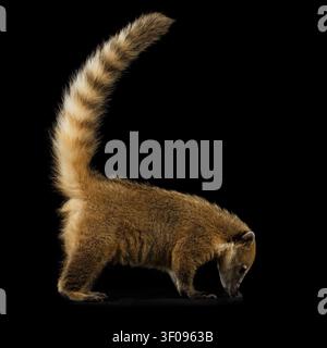 Animal sauvage Coati sud-américain, Nasua Debout et reniflant avec la queue isolé sur fond noir Banque D'Images