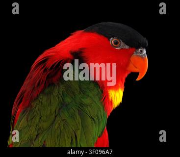Portrait amusant en gros plan du Loris à collier jaune, Lorius chlorocercus, isolé sur fond noir. perroquet rouge Banque D'Images