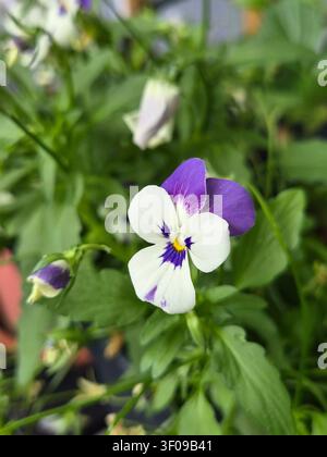 Fleur de violette gros plan. Violq couleurs blanc et violet Banque D'Images