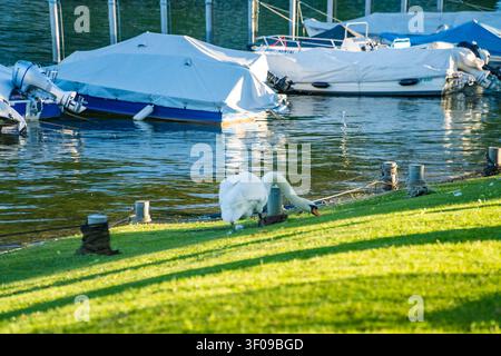 Un cygne broute sur la rive herbeuse du lac de Côme tandis que des bateaux couverts flottent à proximité sur une eau bleue et calme, avec des collines vertes en arrière-plan, Suisse. Banque D'Images