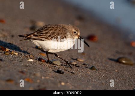 Becassin des sables cherchant de la nourriture sur une plage de sable en gros plan, petit oiseau limicole cherchant sa nourriture parmi des galets colorés sous la lumière chaude du soir. Banque D'Images
