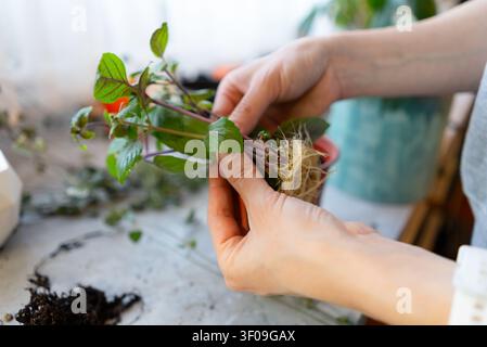 Main de femme tenant une bouture de basilic enracinée avec des feuilles et des racines, gros plan sur un plan de travail. Jardinière calme cultivant des semis d'herbes fraîches avec des soins tendres à la lumière naturelle sur un rebord de fenêtre à la maison. Banque D'Images