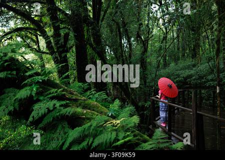 Une femme marche le long d'une passerelle en bois à travers une forêt tempérée luxuriante remplie d'arbres moussus et de fougères vertes vibrantes. Banque D'Images