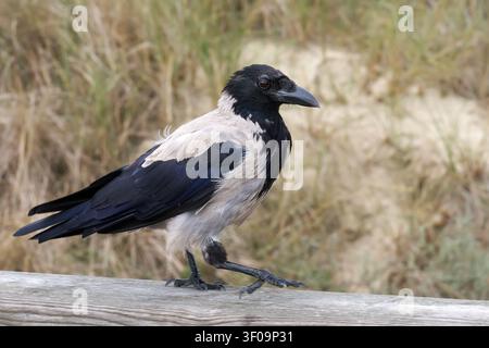 Corbeau à capuchon (Corvus cornix) marchant le long d'une rambarde en bois devant une dune végétée Banque D'Images