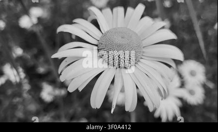 Gros plan en noir et blanc d'une grande fleur de marguerite avec un fond sombre dramatique Banque D'Images